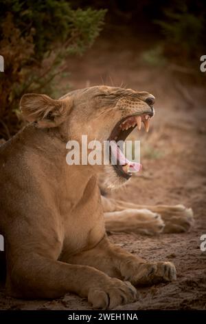 portrait d'une lionne refroidissant dans la savane africaine Banque D'Images