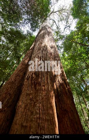 La lumière du soleil filtre à travers le feuillage luxuriant d'un arbre majestueux et imposant Banque D'Images