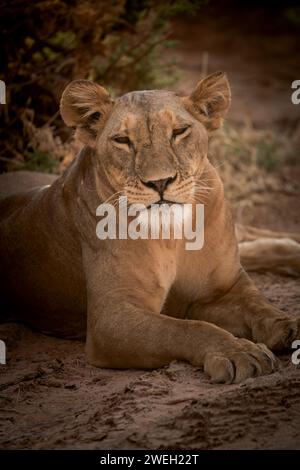 portrait d'une lionne refroidissant dans la savane africaine Banque D'Images