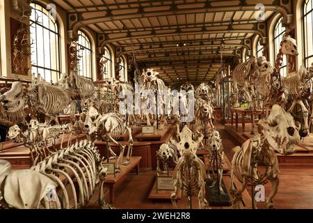 La Galerie de paléontologie et d'anatomie comparée fait partie du Muséum national d'histoire naturelle, situé dans le jardin des plantes Banque D'Images