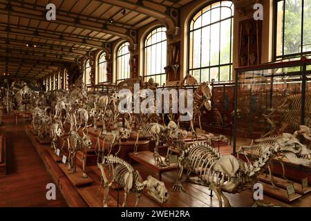 La Galerie de paléontologie et d'anatomie comparée fait partie du Muséum national d'histoire naturelle, situé dans le jardin des plantes Banque D'Images