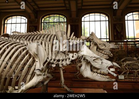 La Galerie de paléontologie et d'anatomie comparée fait partie du Muséum national d'histoire naturelle, situé dans le jardin des plantes Banque D'Images