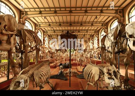 La Galerie de paléontologie et d'anatomie comparée fait partie du Muséum national d'histoire naturelle, situé dans le jardin des plantes Banque D'Images