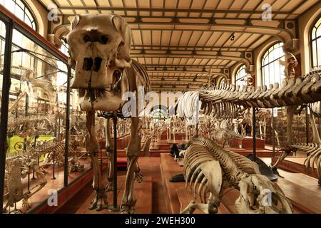 La Galerie de paléontologie et d'anatomie comparée fait partie du Muséum national d'histoire naturelle, situé dans le jardin des plantes Banque D'Images