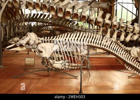 La Galerie de paléontologie et d'anatomie comparée fait partie du Muséum national d'histoire naturelle, situé dans le jardin des plantes Banque D'Images