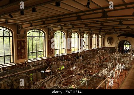 La Galerie de paléontologie et d'anatomie comparée fait partie du Muséum national d'histoire naturelle, situé dans le jardin des plantes Banque D'Images