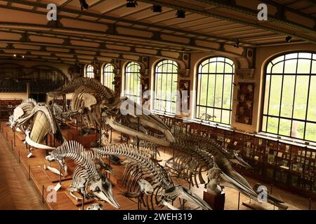 La Galerie de paléontologie et d'anatomie comparée fait partie du Muséum national d'histoire naturelle, situé dans le jardin des plantes Banque D'Images