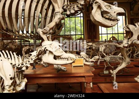 La Galerie de paléontologie et d'anatomie comparée fait partie du Muséum national d'histoire naturelle, situé dans le jardin des plantes Banque D'Images