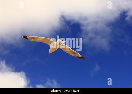 Vue sur une mouette dans la dune du Pilat située à la teste-de-Buch dans le bassin d'Arcachon Banque D'Images