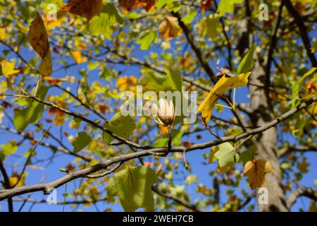 Gros plan d'une belle fleur séchée d'un tulipe adulte, Liriodendron tulipifera. Chaud automne jour ensoleillé dans le jardin. Banque D'Images