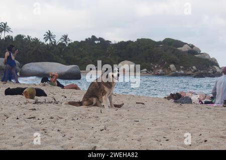 Un chien brun demi-race assis dans une plage dans le parc national colombien tayrona plage arrecife avec touriste à l'arrière-plan Banque D'Images