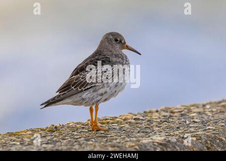 Purple Sandpiper, Paarse strandloper Banque D'Images