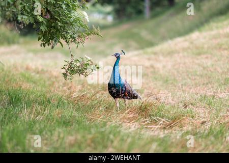 Un paon walkign sur l'herbe coupée sur le terrain Banque D'Images