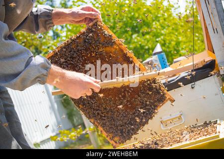 l'apiculteur fait glisser les abeilles du cadre, unifiant la famille des abeilles et met le cadre avec les cellules de la reine dans l'apier. Apiculture. Costume de protection gris pour gardien de perches Banque D'Images