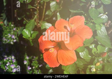 Gros plan de Red Hibiscus rosa-sinensis Banque D'Images