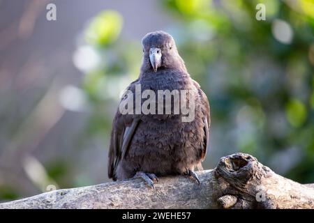 Captivant perroquet néo-zélandais Kaka ornant les forêts indigènes d'Auckland. Une rencontre charismatique avec cette espèce endémique, connue pour son p vibrant Banque D'Images