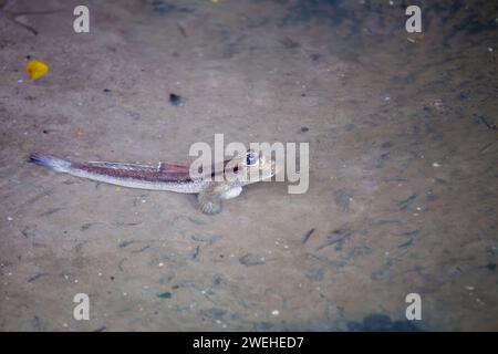 Fascinant Mudskipper (Periophthalmus barbarus) naviguant dans les vasières côtières de l'estuaire de Bangkok. Découvrez les prouesses amphibies uniques de cette fi Banque D'Images