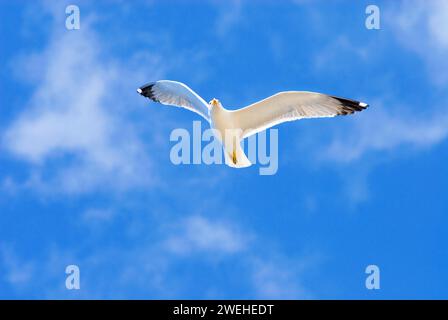 Un seul goéland hareng adulte blanc (Larus argentatus) volant haut dans le ciel bleu avec des nuages blancs, Tenerife, Îles Canaries, Espagne Banque D'Images