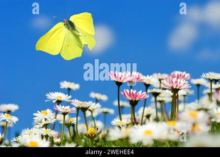 Un papillon mâle en pierre à rebord (Gonepteryx rhamni) vole dans le ciel bleu au-dessus des marguerites (Bellis perennis), en gros plan Banque D'Images