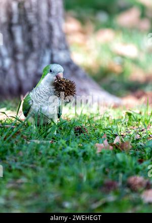 Le Parakeet du moine animé (Myiopsitta monachus) ajoute de la vitalité au parc El Retiro à Madrid. Une charmante rencontre avec ce perroquet social, connu pour son gr Banque D'Images