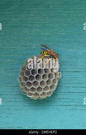 Une guêpe de champ (Polistes dominula) sur le nid Banque D'Images