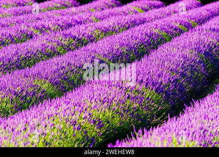 Rangées de lavande (Lavandula angustifolia) près de Valensole, région Provence-Alpes-Côte d'Azur, France Banque D'Images