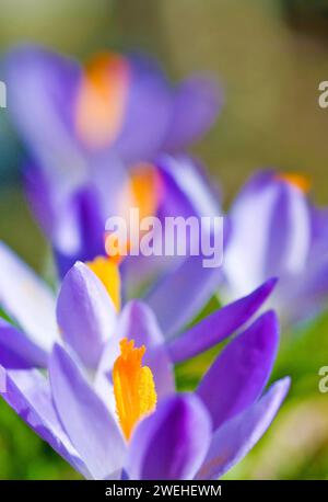 Gros plan de Spring Crocus (Crocus vernus) Banque D'Images