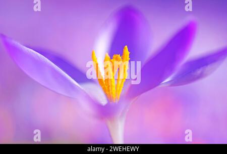 gros plan avec pollen jaune d'un Crocus de printemps lilas (Crocus vernus) Banque D'Images