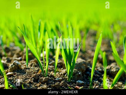 jeunes plantes céréalières, rétro-éclairées Banque D'Images