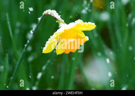 Une seule jonquille (Narcissus pseudonarcissus) recouverte de neige Banque D'Images