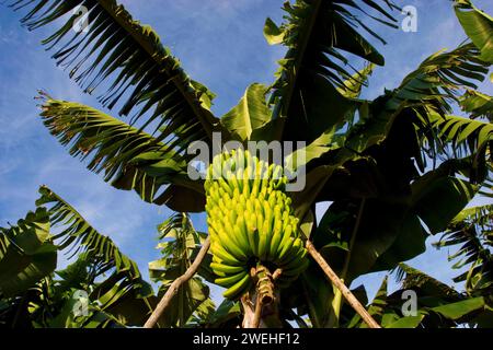 Bananes dans une plantation de palmiers bananiers, la Palma, Îles Canaries, Espagne Banque D'Images