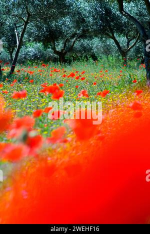 Coquelicots rouges (Papaver Rhoeas) dans une oliveraie, Italie Banque D'Images