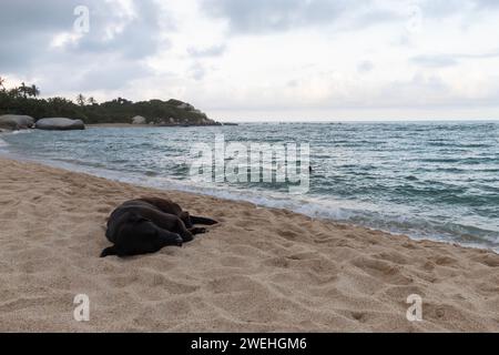 Un chien noir demi-race dormant au bord d'une plage dans le parc national colombien tayrona plage arrecife avec touriste nageant dans l'océan des caraïbes Banque D'Images