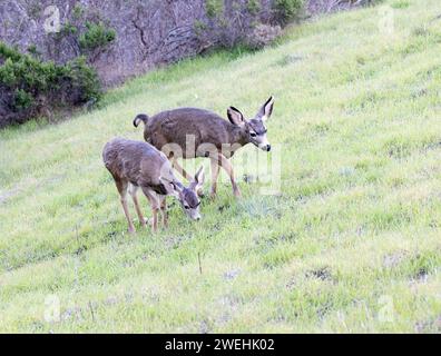 Cerf à queue noire et le faon biche Banque D'Images