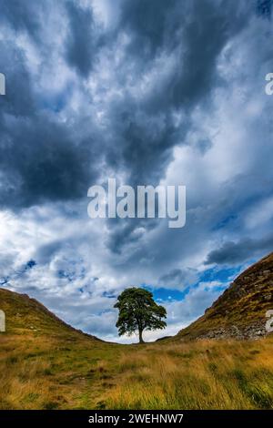 Sycamore Gap - Sycamore solitaire emblématique près du mur d'Hadrien, Crag Lough, parc national de Northumberland, Northumberland, Angleterre, Royaume-Uni Banque D'Images