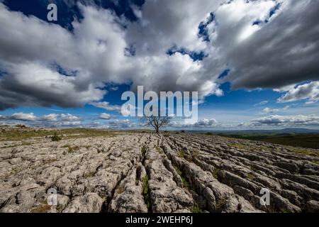 Un aubépine solitaire résistant s'accroche à la chaussée calcaire balayée par le vent au-dessus de Malham, parc national des Yorkshire Dales, North Yorkshire, Angleterre, Royaume-Uni. Banque D'Images