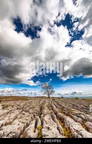 Un aubépine solitaire résistant s'accroche à la chaussée calcaire balayée par le vent au-dessus de Malham, parc national des Yorkshire Dales, North Yorkshire, Angleterre, Royaume-Uni. Banque D'Images