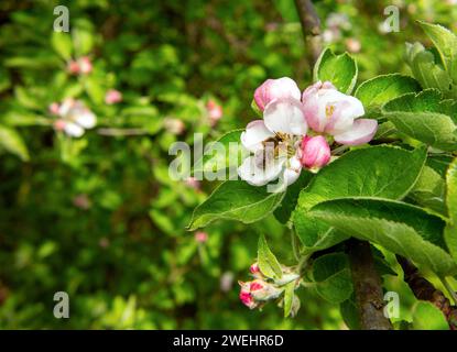 Fleurs de pommier, fleurs de printemps, une abeille pollinisant une fleur de pommier, Malus Banque D'Images