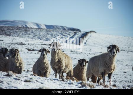 Moutons dans le parc national des Yorkshire Dales entre Ribblehead et Pen-y-ghent par une superbe journée d'hiver avec beaucoup de neige au sol et un ciel dégagé. Banque D'Images