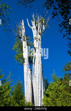 Duncan (Cèdre Le cèdre rouge le plus important au monde), l'état de la péninsule Olympique Trust Lands Forêts, Washington Banque D'Images