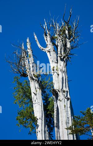 Duncan (Cèdre Le cèdre rouge le plus important au monde), l'état de la péninsule Olympique Trust Lands Forêts, Washington Banque D'Images