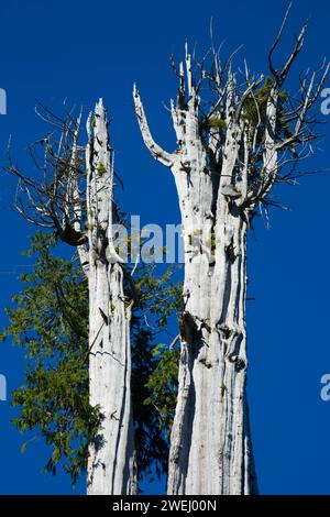 Duncan (Cèdre Le cèdre rouge le plus important au monde), l'état de la péninsule Olympique Trust Lands Forêts, Washington Banque D'Images