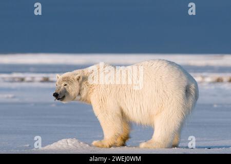 L'ours polaire, Ursus maritimus, truie à col se nourrit d'un morceau de rorqual boréal, ou muktuk, le long de la côte arctique au début de l'automne, 1002 ANWR Alaska Banque D'Images