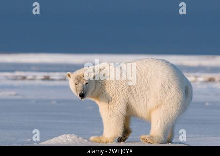 L'ours polaire, Ursus maritimus, truie à col se nourrit d'un morceau de lard de baleine, ou muktuk, le long de la côte arctique au début de l'automne, 1002 ANWR Alaska Banque D'Images