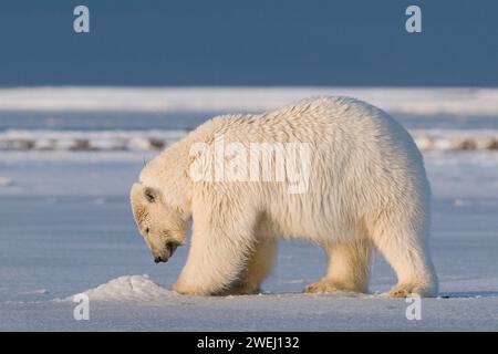 Ours polaire, Ursus maritimus truie à col cherche de la nourriture le long de la côte arctique au début de l'automne 1002, dans la zone de l'Arctic National Wildlife refuge Alaska Banque D'Images