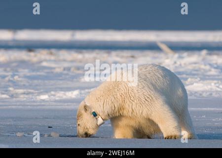 Ours polaire, Ursus maritimus, truie à col cherche de la nourriture sous la banquise le long de la côte arctique au début de l'automne, 1002 zone de l'ANWR Alaska Banque D'Images