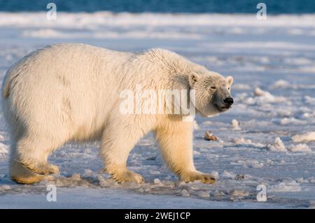 Ours polaire, Ursus maritimus truie à col cherche de la nourriture le long de la côte arctique au début de l'automne 1002, dans la zone de l'Arctic National Wildlife refuge Alaska Banque D'Images