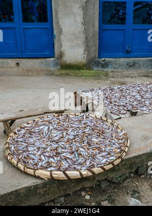 Sardines séchant au soleil à Gisenyi, une ville sur la rive du lac Kivu, Rwanda Banque D'Images
