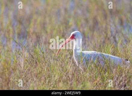 American White Ibis en gros plan Banque D'Images