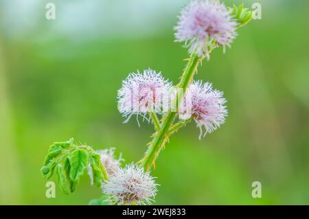 Bunga Putri Malu ou Mimosa pudica fleur poussent dans un buisson de jardin avec backgroun vert flou Banque D'Images